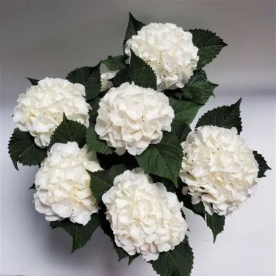 Гортензия крупнолистная Айс Бой, С2 - Dolina-Sad.Ru