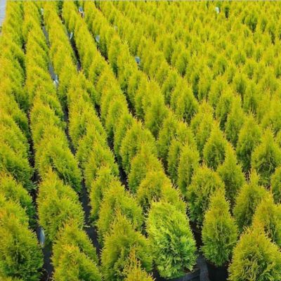 Туя Западная Голден Смарагд, С2 - Dolina-Sad.Ru