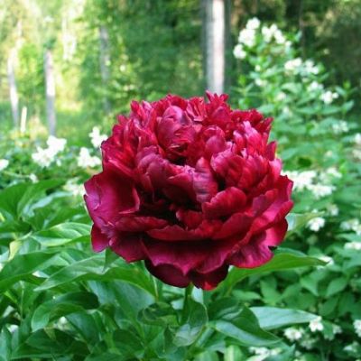 Пион Хайлайт фото