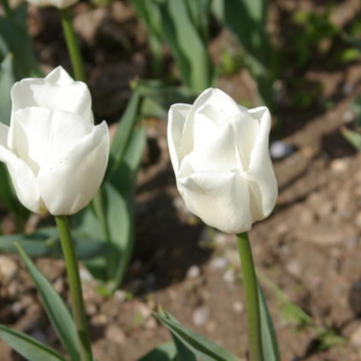 Тюльпан Апдейт Тюльпан Апдейт - Dolina-Sad.Ru