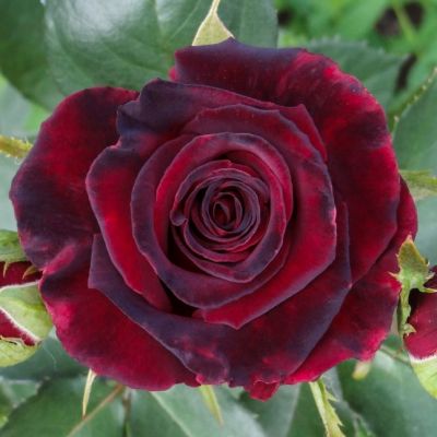 Роза Фиджи Негро Роза Фиджи Негро - Dolina-Sad.Ru