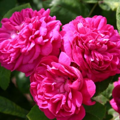 Роза Роуз Де Решт Роза Роуз Де Решт - Dolina-Sad.Ru