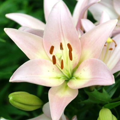 Лилия Пати Даймонд 2шт. Лилия Пати Даймонд 2шт. фото