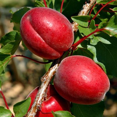 Абрикос Рубиста Абрикос Рубиста - Dolina-Sad.Ru