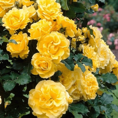 Роза Голден Шауэрс Роза Голден Шауэрс фото