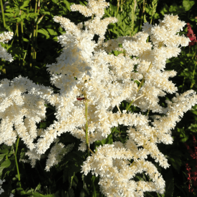 Астильба японская Дойчланд Астильба японская Дойчланд фото