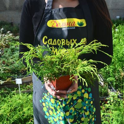 Кипарисовик горохоплодный Филифера Ауреа, С3 - Dolina-Sad.Ru