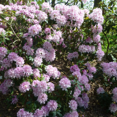 Рододендрон Чир - Dolina-Sad.Ru