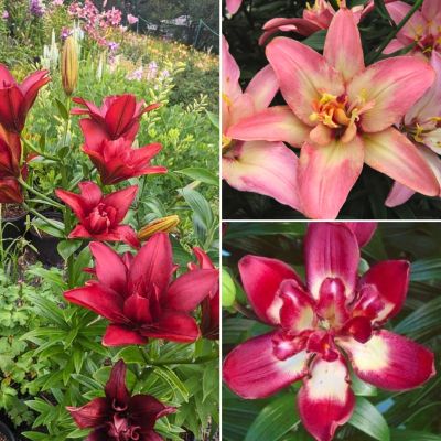 Комплект махровых лилий Конфетти Комплект махровых лилий Конфетти - Dolina-Sad.Ru