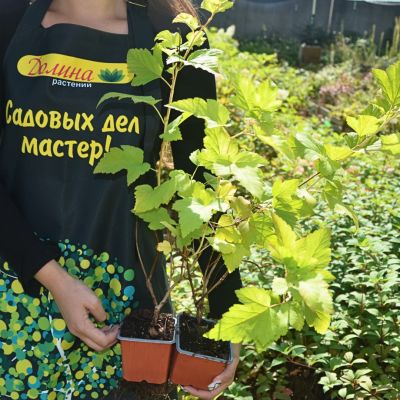 Пузыреплодник калинолистный Дартс Голд, С2 Пузыреплодник калинолистный Дартс Голд, С2 - Dolina-Sad.Ru