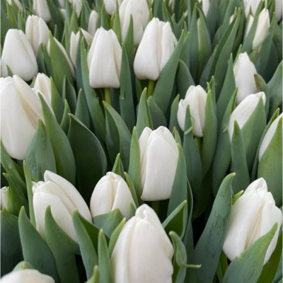 Тюльпан Апдейт Тюльпан Апдейт - Dolina-Sad.Ru