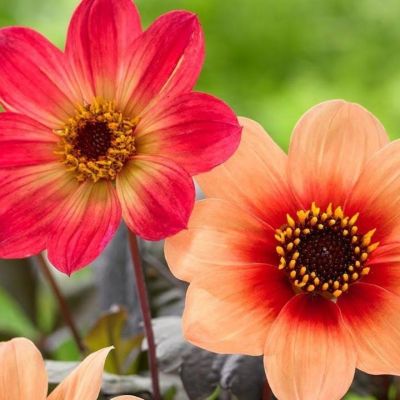 Георгина Фёрст Лав Георгина Фёрст Лав - Dolina-Sad.Ru