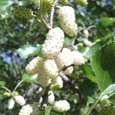 Шелковица белая Шелковица белая фото