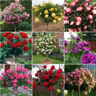 МЕГА комплект саженцев штамбовых роз МЕГА комплект саженцев штамбовых роз - Dolina-Sad.Ru