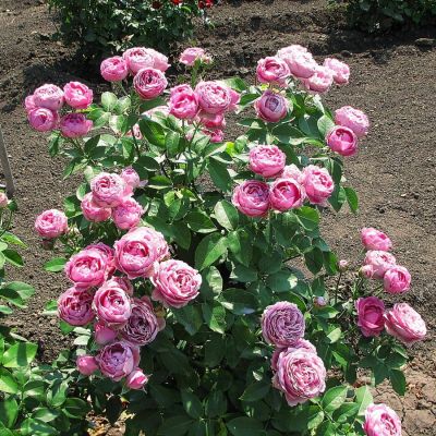 Роза Мисти Баблс в горшке - Dolina-Sad.Ru