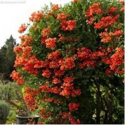 Кампсис укореняющийся Кампсис укореняющийся фото