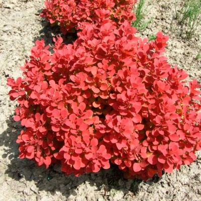 Барбарис Тунберга Руби Стар Барбарис Тунберга Руби Стар - Dolina-Sad.Ru