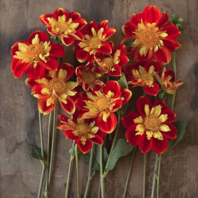 Георгина Пух Георгина Пух - Dolina-Sad.Ru