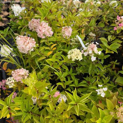 Гортензия микс С2-С5 - Dolina-Sad.Ru