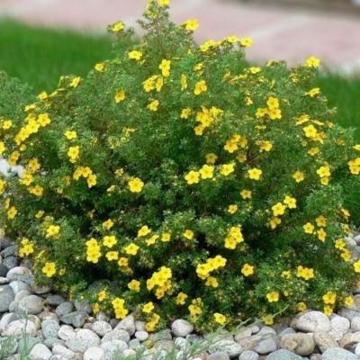 Лапчатка кустарниковая Лонгакр, С3 - Dolina-Sad.Ru