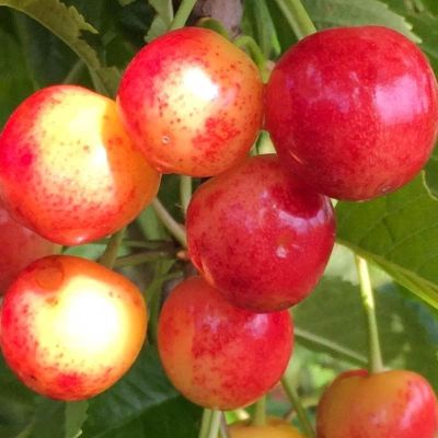 Черешня Наслаждение фото