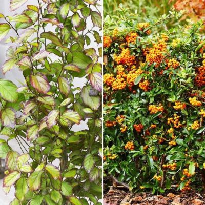 Микс кустарников Для Живой Изгороди 3 Микс кустарников Для Живой Изгороди 3 - Dolina-Sad.Ru