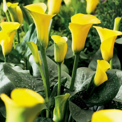 Калла Саншайн Калла Саншайн фото