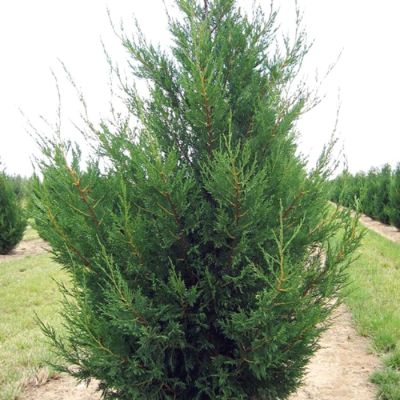 Купрессоципарис Лейланда Твидуизенден Купрессоципарис Лейланда Твидуизенден - Dolina-Sad.Ru