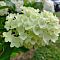 Гортензия метельчатая Сильвер Доллар, С3 - Dolina-Sad.Ru