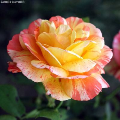 Роза Марвелл Роза Марвелл фото