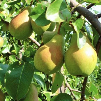 Груша Северянка Груша Северянка - Dolina-Sad.Ru