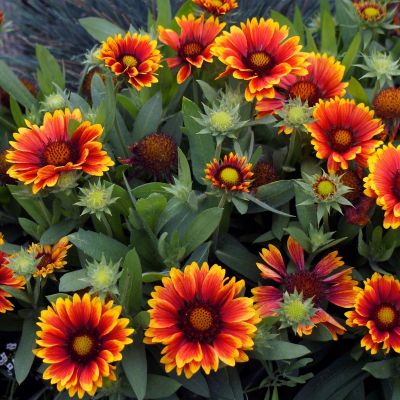 Гайлардия Аризона Сан - Dolina-Sad.Ru