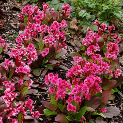 Бадан сердцелистный Ротблюм , P9 Бадан сердцелистный Ротблюм , P9 фото