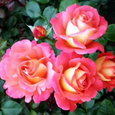 Роза Шанти Роза Шанти - Dolina-Sad.Ru