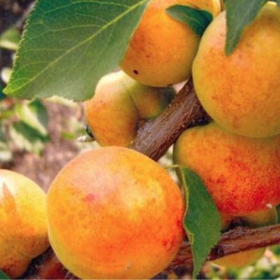 Абрикос Левицкого Абрикос Левицкого - Dolina-Sad.Ru