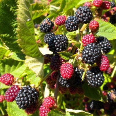 Ежевика Дирксен Торнлесс Ежевика Дирксен Торнлесс - Dolina-Sad.Ru