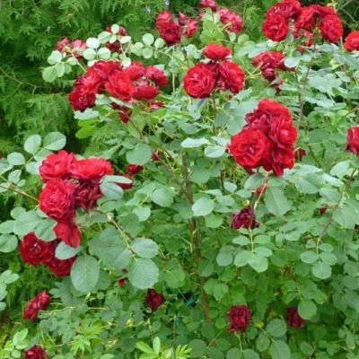 Роза Хоуп Фо Хьюманити Роза Хоуп Фо Хьюманити - Dolina-Sad.Ru