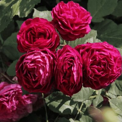 Роза Астрид Графин Фон Роза Астрид Графин Фон - Dolina-Sad.Ru