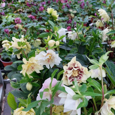 Морозник Дабл Элен Еллоу Споттид - Dolina-Sad.Ru