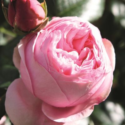 Роза Джаржина Роза Джаржина фото