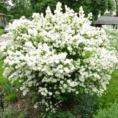 Дейция шершавая Кандиссима Дейция шершавая Кандиссима фото