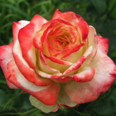 Роза Кайзер Роза Кайзер - Dolina-Sad.Ru