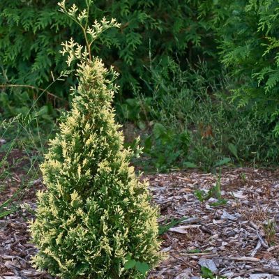 Туя западная Старструк - Dolina-Sad.Ru