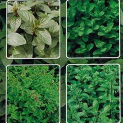 Мята лекарственная смесь сортов Мята лекарственная смесь сортов фото