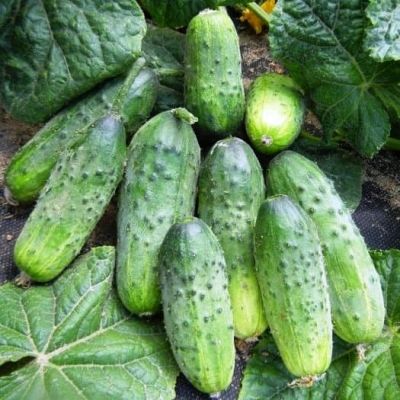 Огурец Обильный Огурец Обильный фото