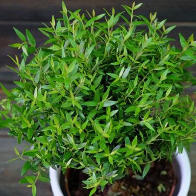 Мирт на штамбе Мирт на штамбе фото