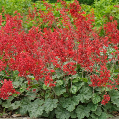 Гейхера Плю Дэ Фью фото