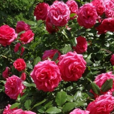 Роза Маритим - Dolina-Sad.Ru