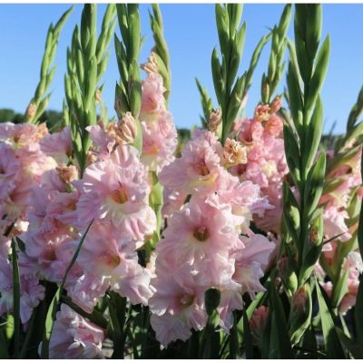 Гладиолус Розовая молния - Dolina-Sad.Ru