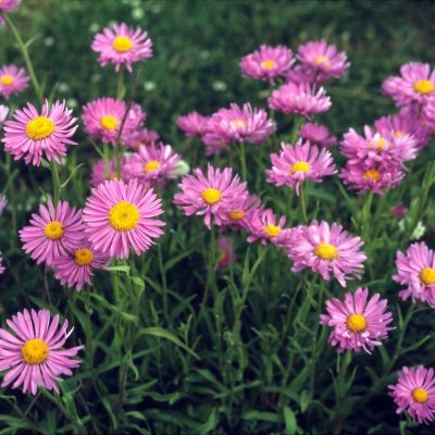 Астра альпийская Вергрейв Пинк - Dolina-Sad.Ru